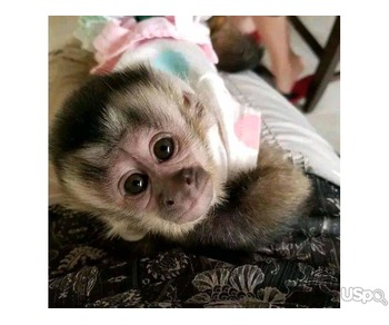 Baby capuchin monkey available