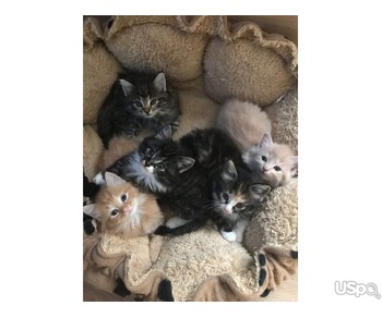 stunning Mainecoon kitten for sale