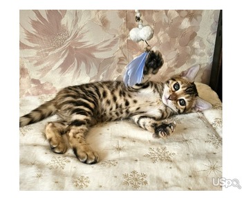 Bengals kitten for sale