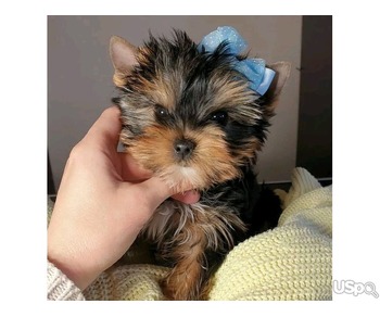 Teacup Yorkie puppies available