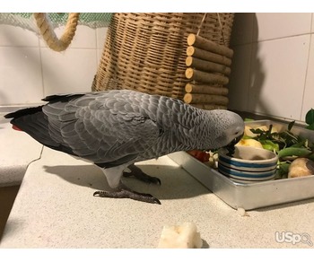 African grey parrots available