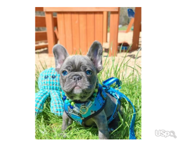 Home trained French Bulldog puppies