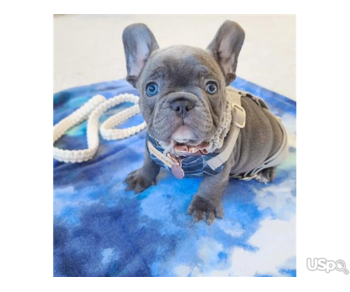 Home trained French Bulldog puppies