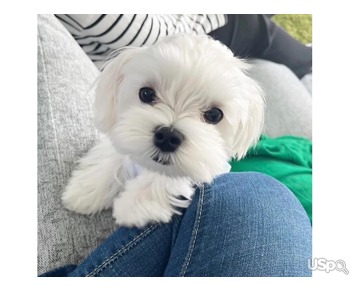 Helele  Maltese puppies ready for adoption