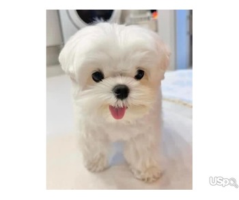 Sweet little Maltese pups for your homes