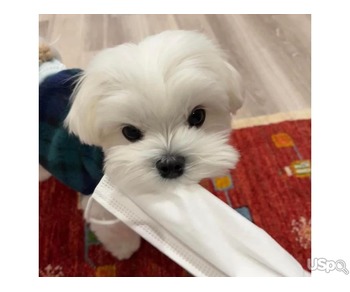 Sweet little Maltese pups for your homes