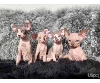 Male and Female Sphynx kittens