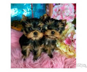 Best quality litter of Yorkshire terrier pups