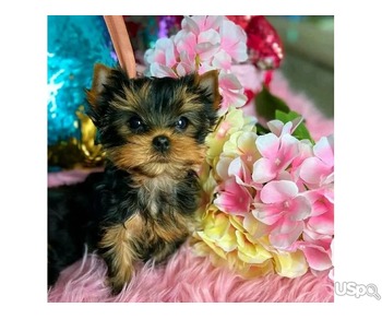 Best quality litter of Yorkshire terrier pups