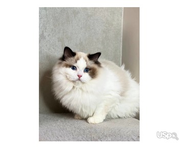 Stunning Ragdol kitten for sale