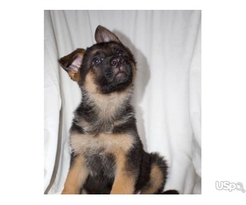 German sherphard puppies for sale