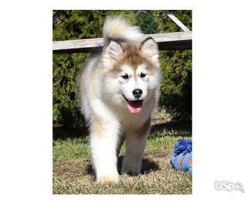 We have our 6months old Alaska Malamute baby for sale