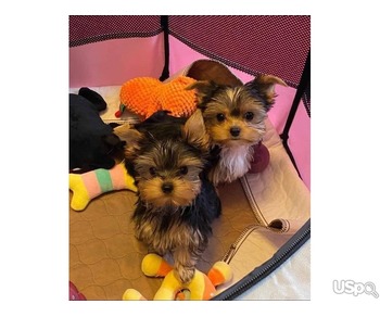 Yorkshire terrier puppy ready to go