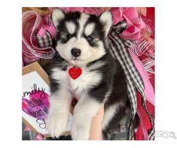 Halahala Blue eye Husky pups for adoption