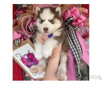 Siberian Husky Puppy available