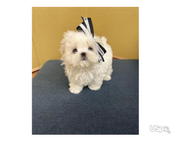 Maltese puppies ready for new home
