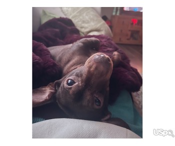 Brownie the dachshund for sale