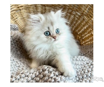 Sweetest Persian Available