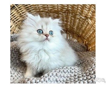 Sweetest Persian Available
