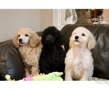Majestic Toy Poodle Puppies