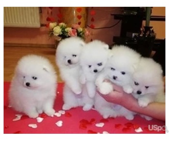 Super Sweet Pomeranian Puppies