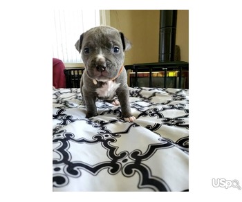 American pitbulls ready for a new home