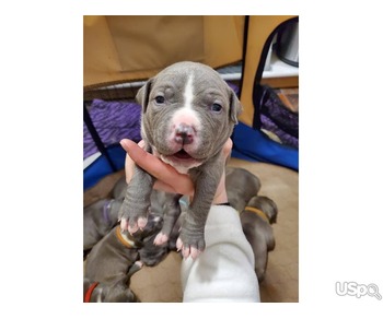 American pitbulls ready for a new home