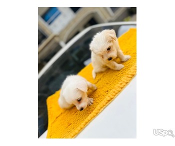 MALTESE PUPPIES AVAILABLE