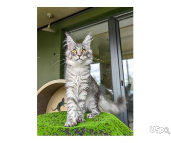 American curl kitten for sale