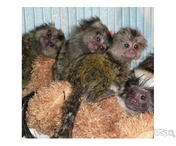 Beautiful baby capuchin monkey ready in search of a new family