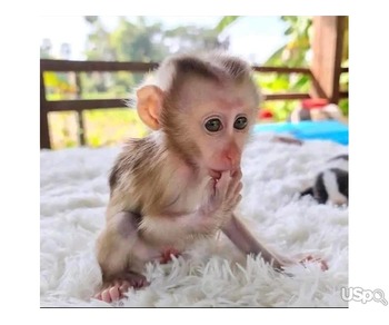 capuchin monkey available