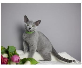 Russian Blue boys are available for sale
