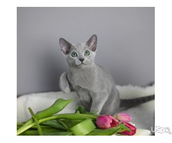 Russian Blue boys are available for sale