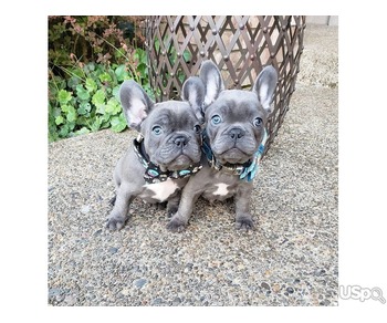 Frenchie puppies ready for rehoming