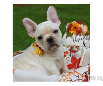 Frenchie bulldog puppies ready for rehoming