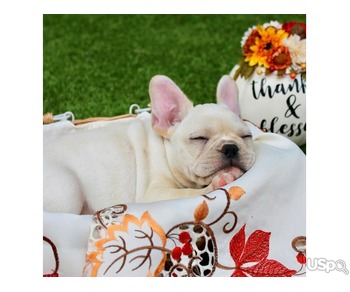 Frenchie bulldog puppies ready for rehoming
