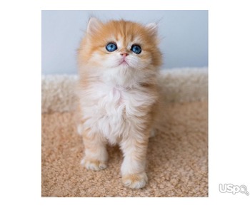 Cute Persian kittens For Sale