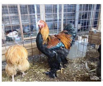 Brahma chickens, for sale. November 2018