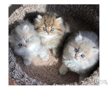 Продаются три очаровательных персидских котенка.
