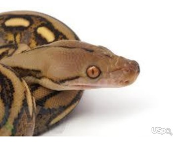 Dwarf Tiger Motley Citron Reticulated Python