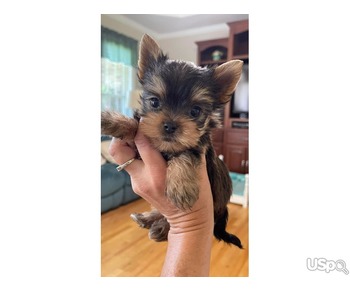 teacup yorkie puppies for sale near me