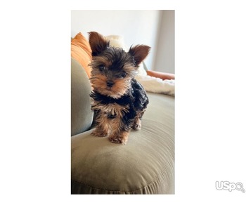 teacup yorkie puppies for sale near me