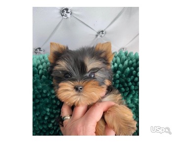 teacup puppies for sale near me