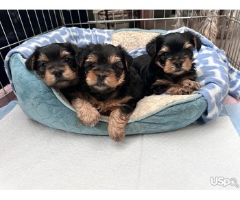 Mini Yorkshire terrier puppies for sale