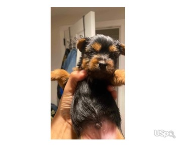 teacup puppies for sale near me