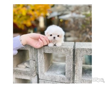 Adorable maltese puppies