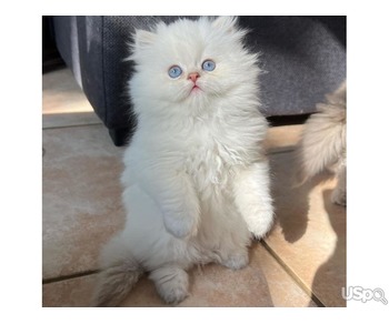 Super Persian kittens girl for sale