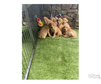 6 потрясающих щенков лабрадора-ретривера для усыновления