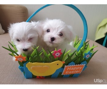 Mini Maltese Puppies for sale