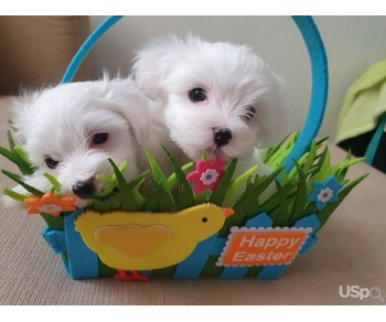 Mini Maltese Puppies for sale